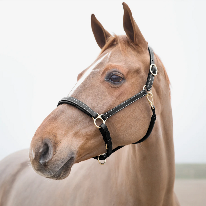 Leather Largo Halter - Brown & Black