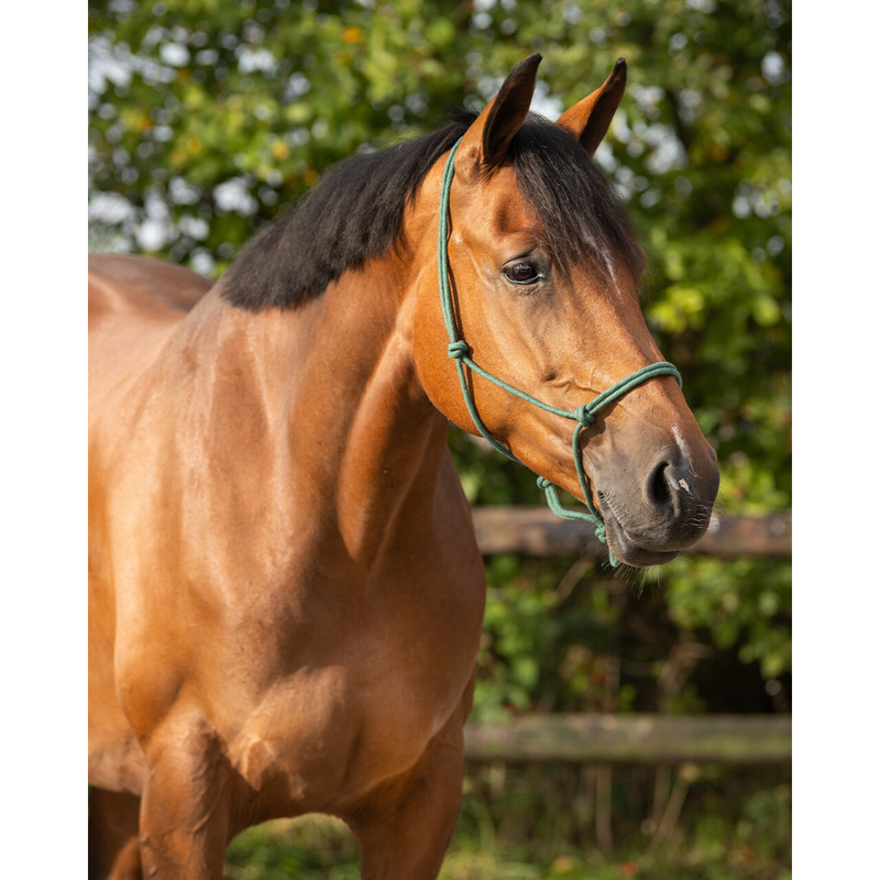 Rope Halter - Dark Green